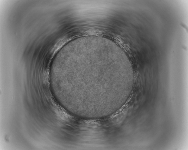 X0000096730146200802261501