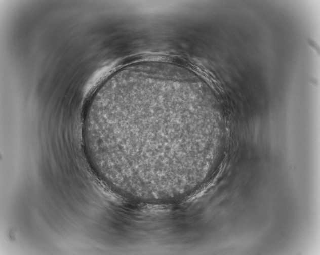 X0000096730149200802261501