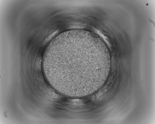 X0000096730153200802261501