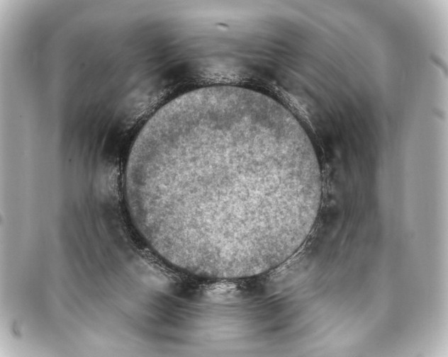 X0000096730162200802261501