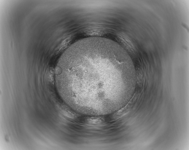 X0000096730175200802261502
