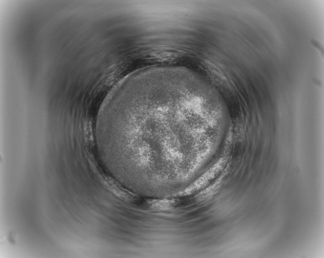 X0000096730182200802261502