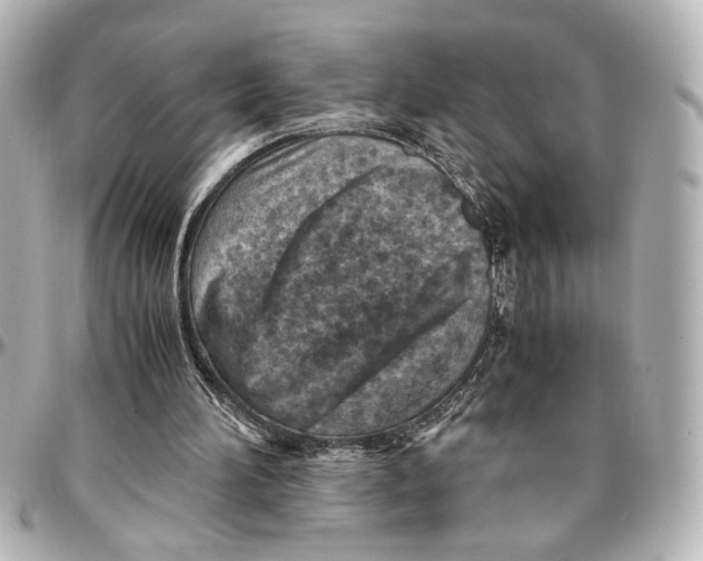 X0000096730196200802261501