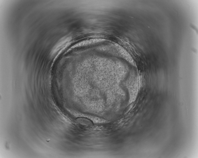 X0000096730243200802261500