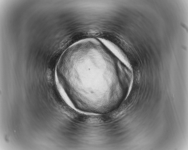 X0000096730270200802261500