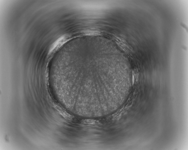 X0000096730339200802261458