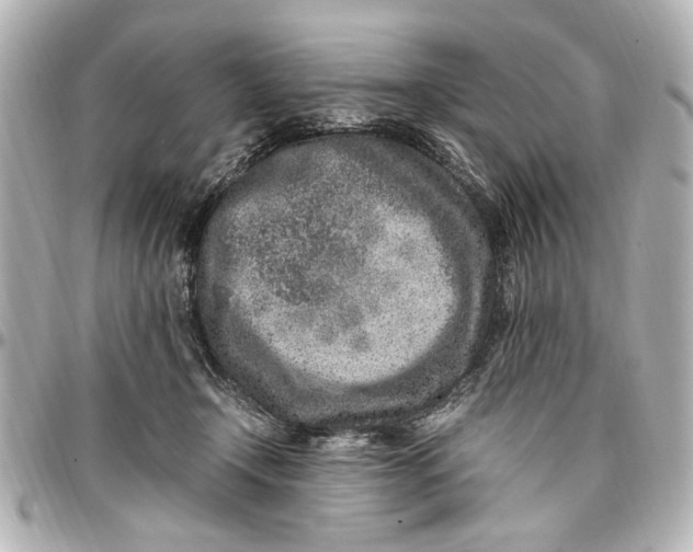 X0000096730366200802261459
