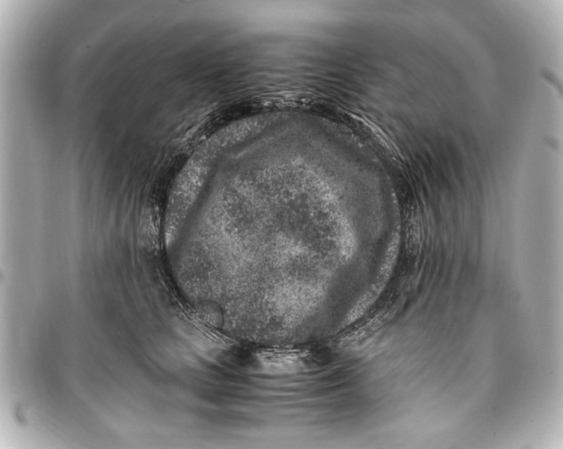 X0000096730661200802261454