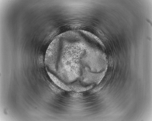 X0000096730670200802261454