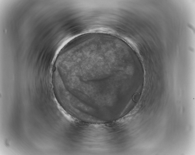 X0000096730816200802261451