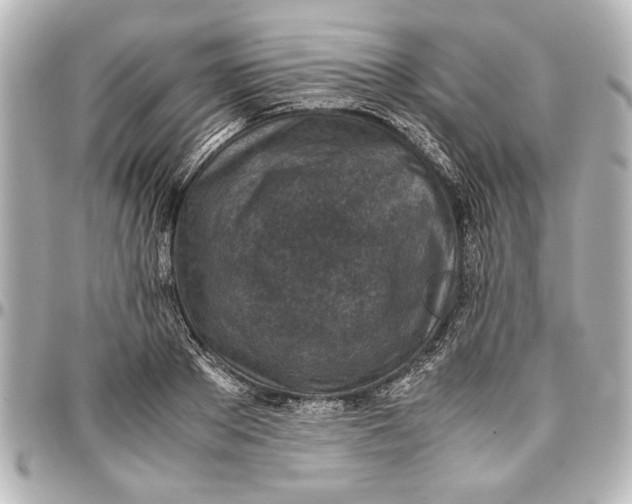 X0000096730889200802261450