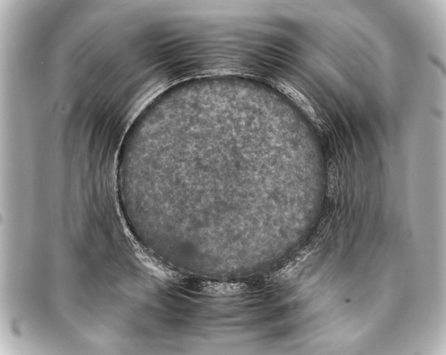 X0000096731039200802261448