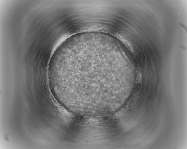 X0000096731086200802261447