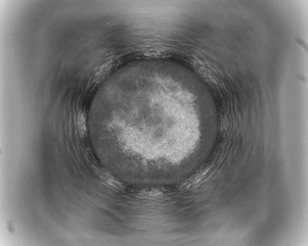 X0000096731106200802261446