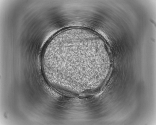 X0000096731120200802261446