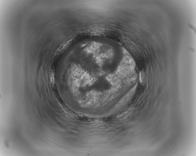 X0000096731155200802261446