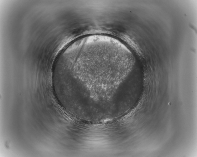 X0000096731173200802261446