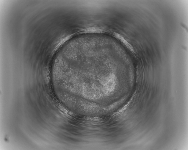 X0000096731213200802261445