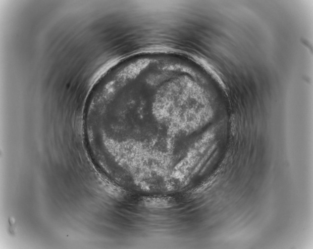 X0000096731229200802261445