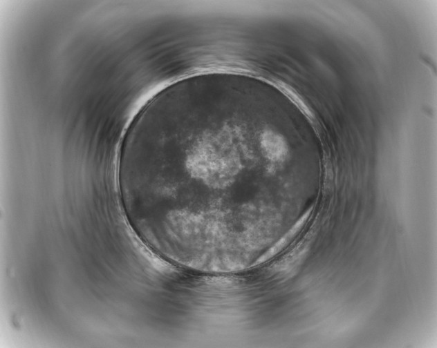 X0000096731246200802261445