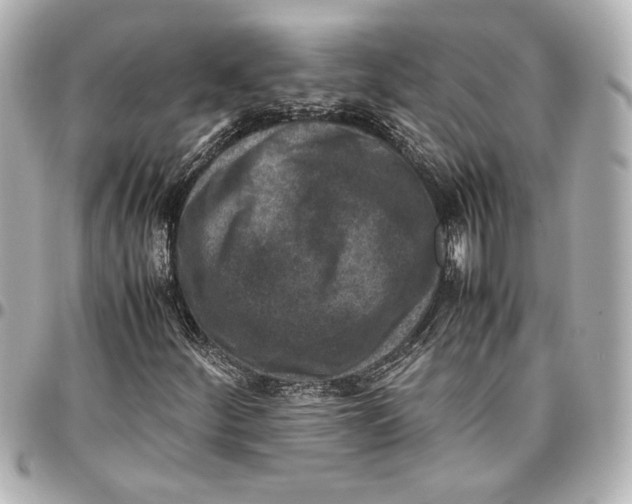 X0000096731252200802261444