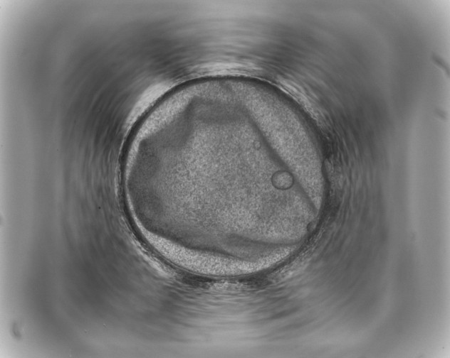 X0000096731277200802261444