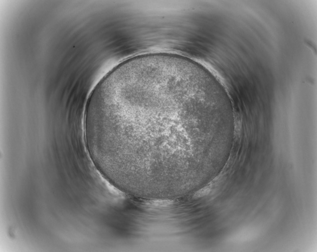 X0000096731294200802261444