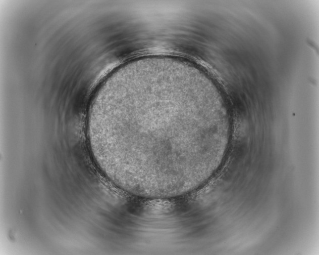 X0000096731314200802261443