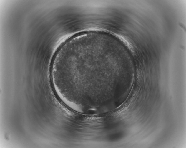 X0000096731327200802261443