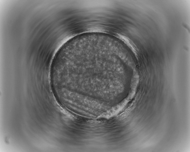 X0000096731331200802261443