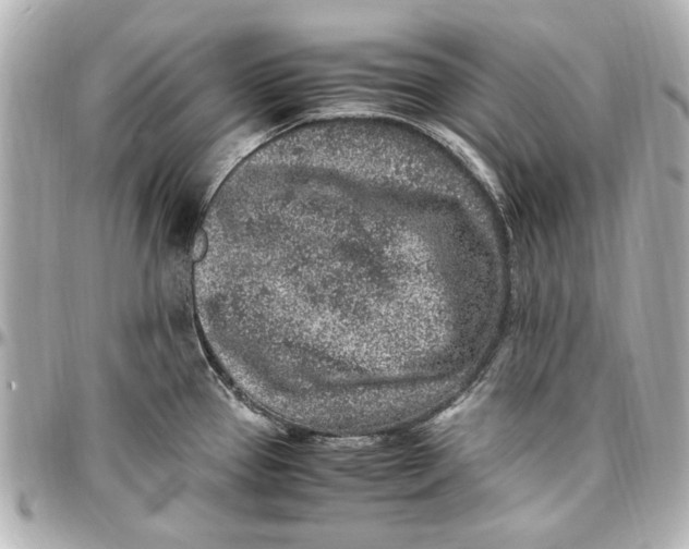 X0000096731337200802261443