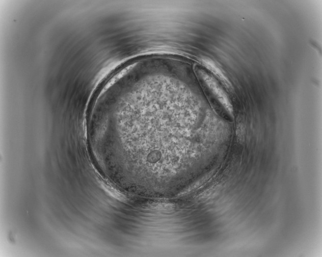 X0000096731372200802261442