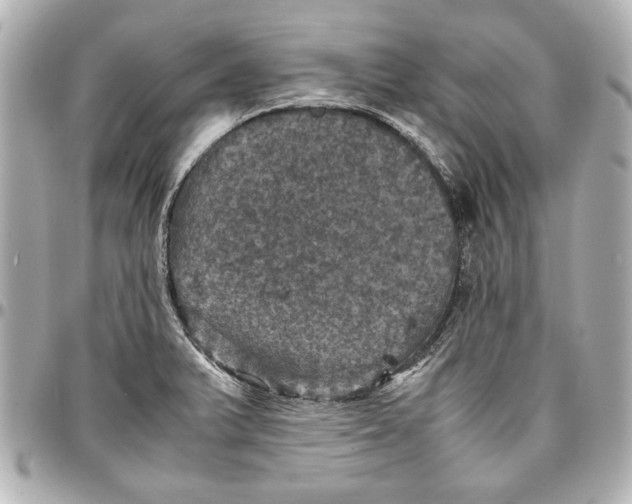 X0000096731375200802261442