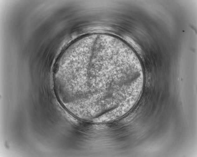 X0000096731384200802261442