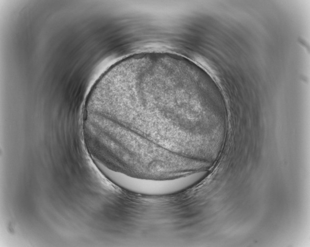 X0000096731392200802261442