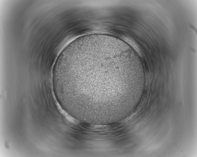 X0000096731439200802261442