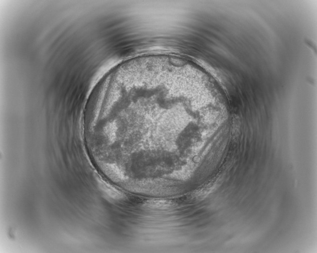 X0000096731474200802261440