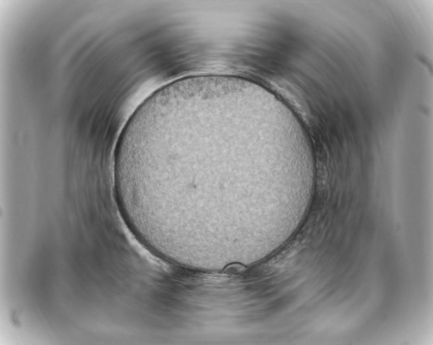 X0000096731479200802261440