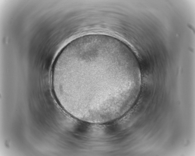 X0000096731514200802261440