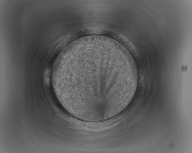 X0000096730026200803041232