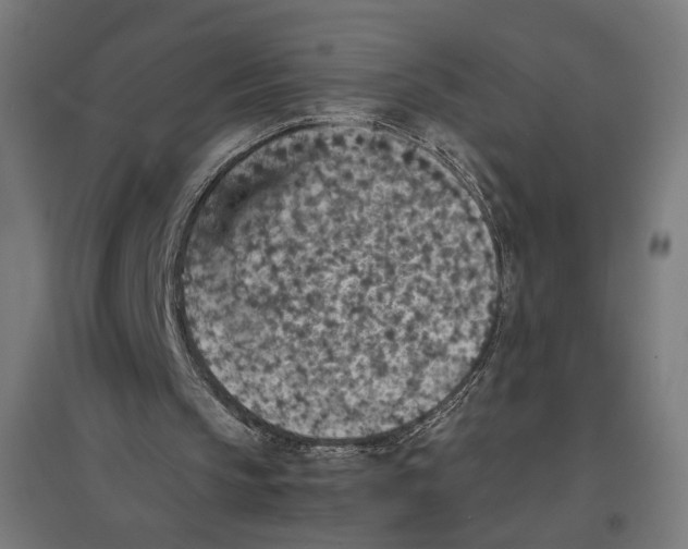 X0000096730145200803041230