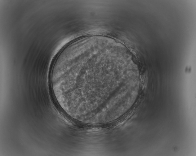 X0000096730196200803041230
