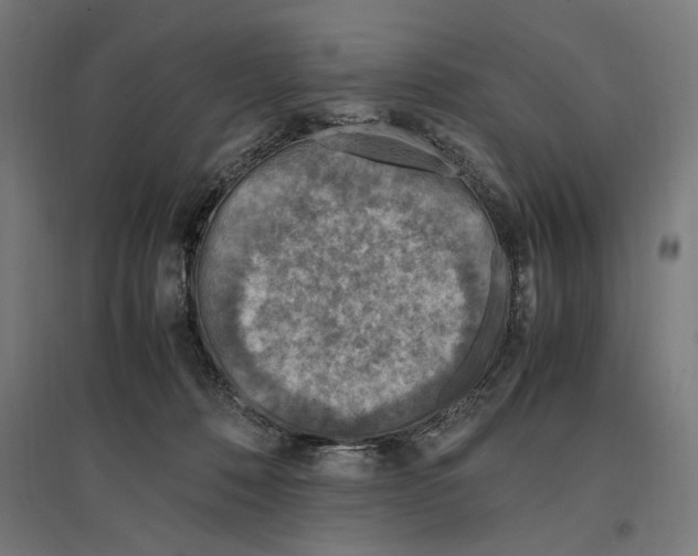 X0000096730320200803041228