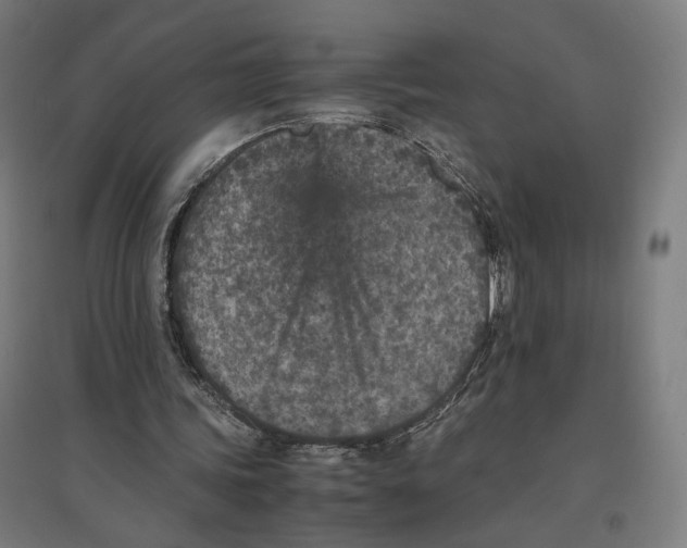 X0000096730339200803041227