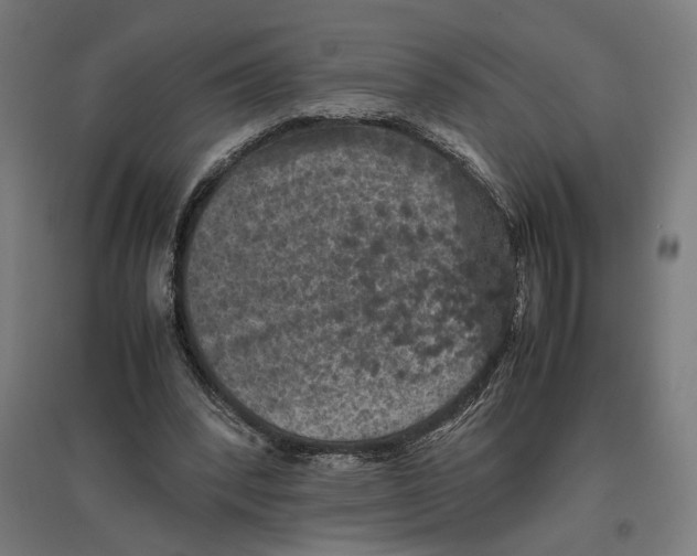 X0000096730392200803041227