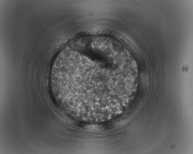 X0000096730499200803041226