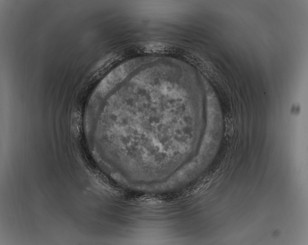 X0000096730648200803041224