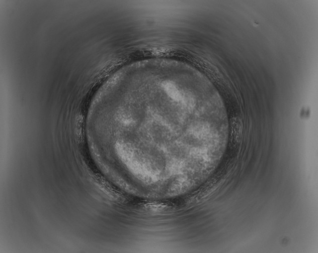 X0000096730650200803041224