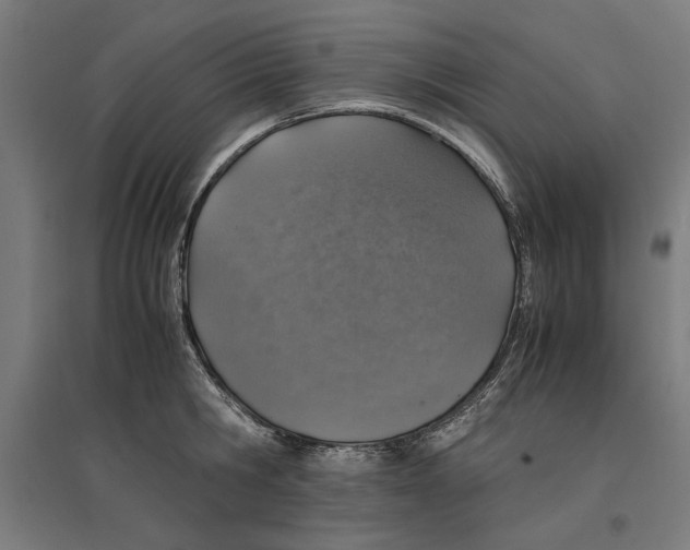 X0000096730806200803041221
