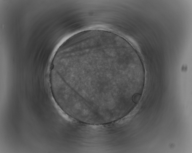 X0000096730816200803041221